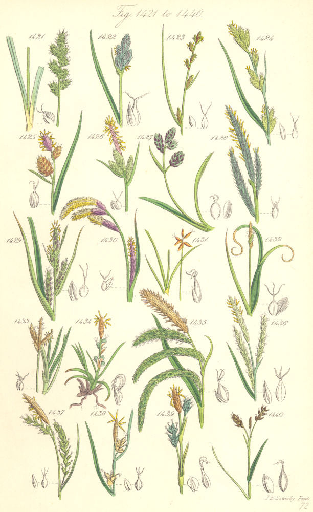 SEDGE FLOWERS.Oval Russet Rigid Rock Fingered Silvery Starved Dwarf.SOWERBY 1890